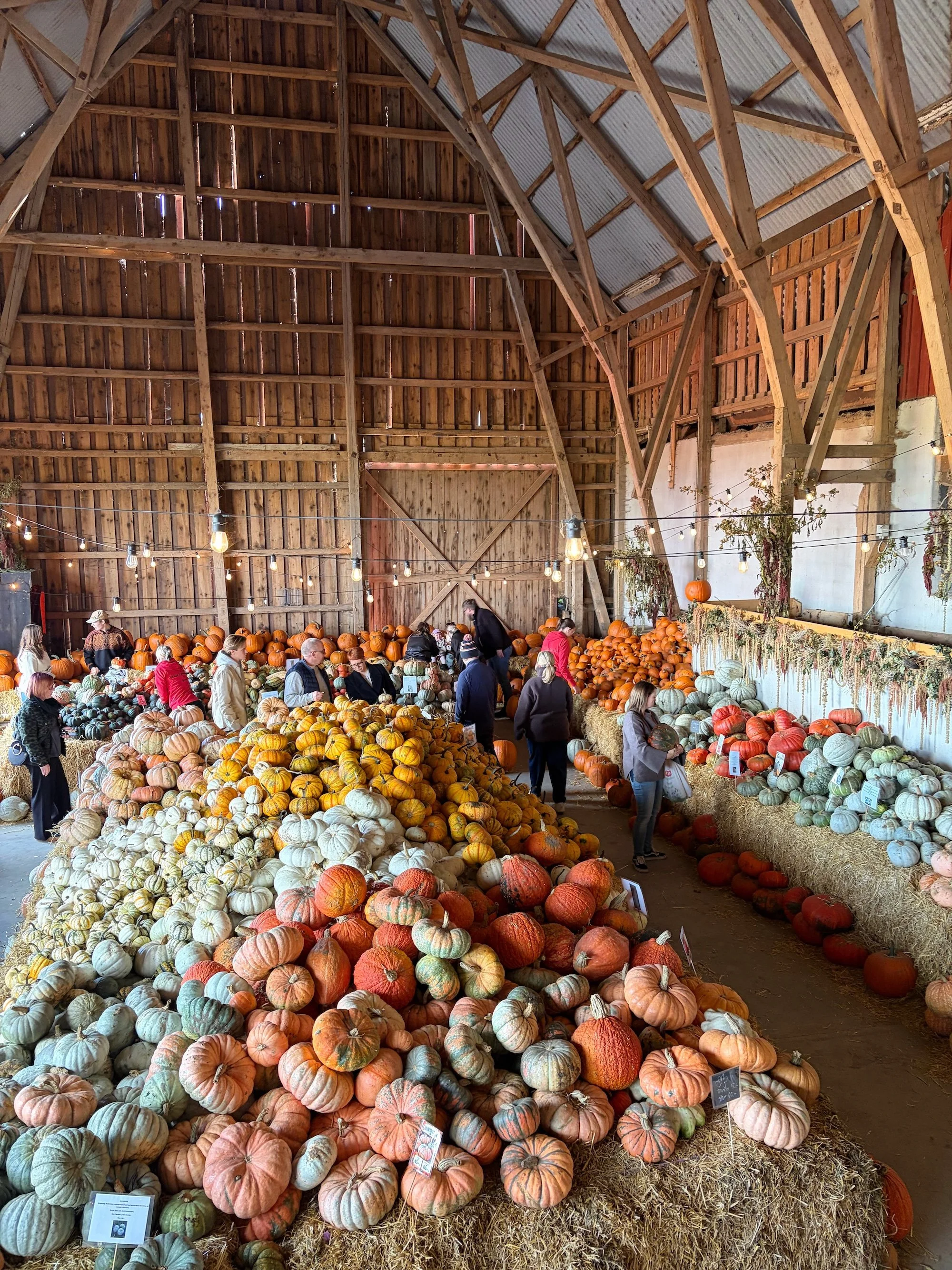 MeganinMalmo_PumpkinPatch7.jpg