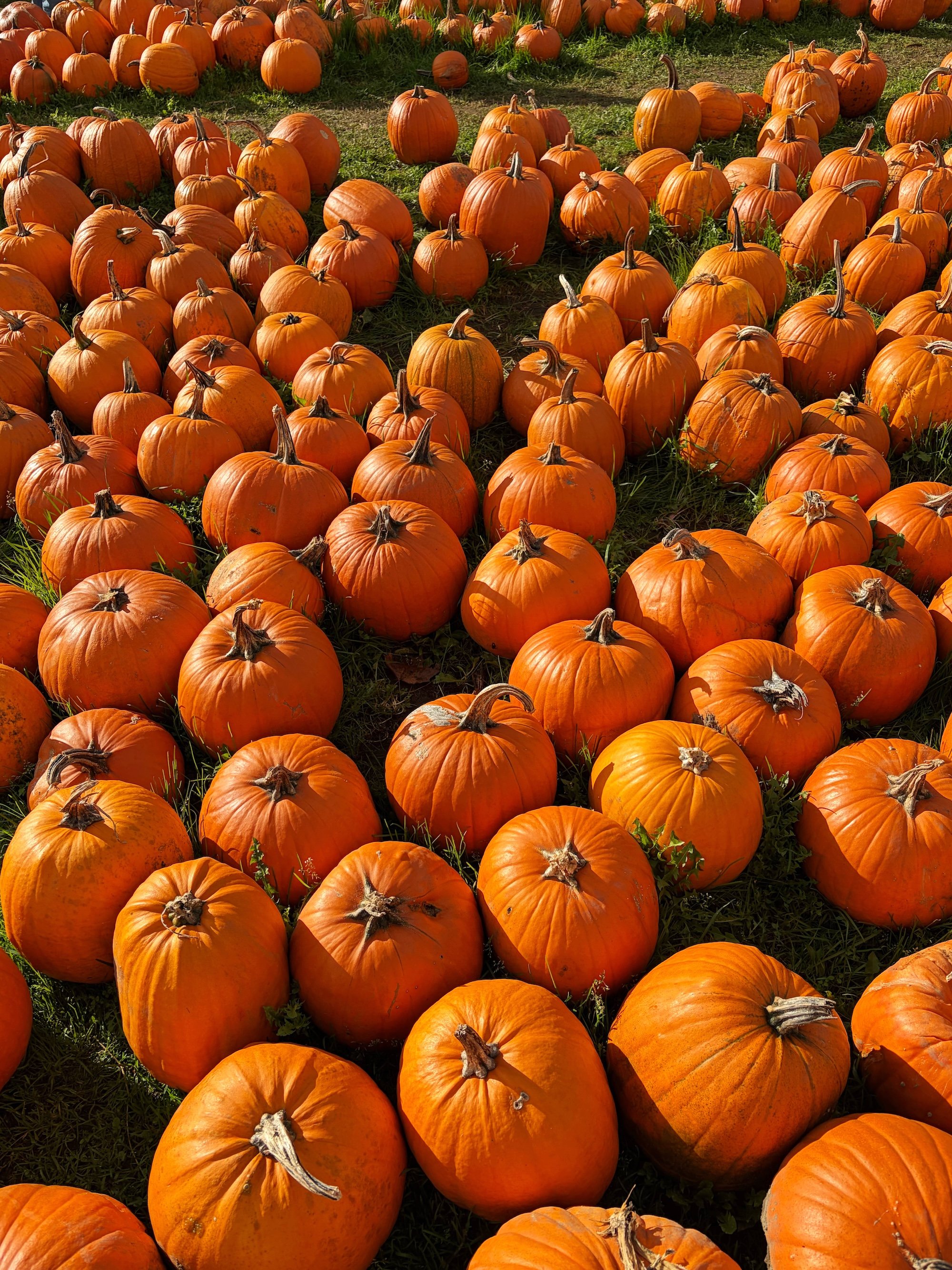 MeganinMalmo_PumpkinPatch11.jpg