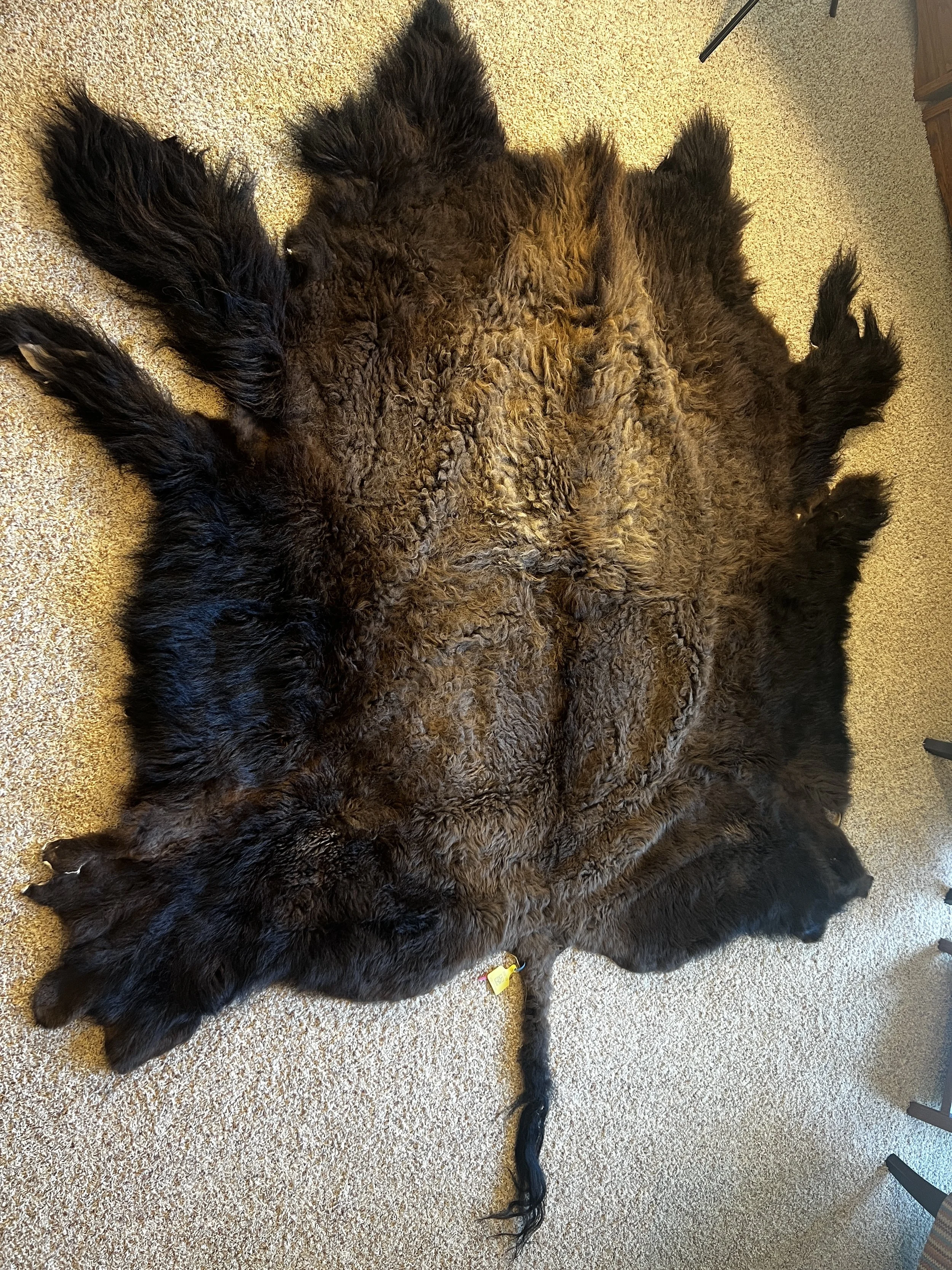Mature 3½-Year-Old Bull Bison Hide