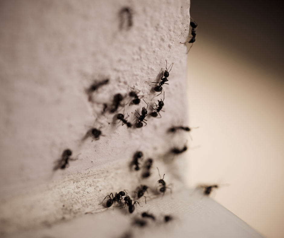 MOSQUITO CONTROL ATLANTA