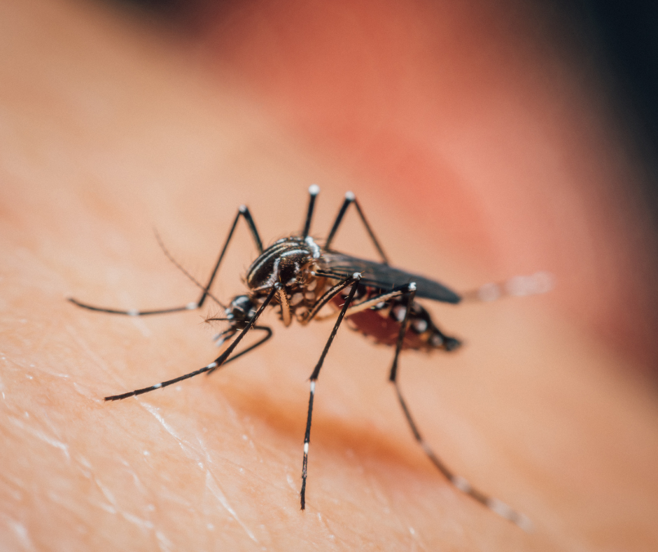 Georgia Summer Pests: What's Crawling, Flying, and Swarming Into Your Yard Right Now