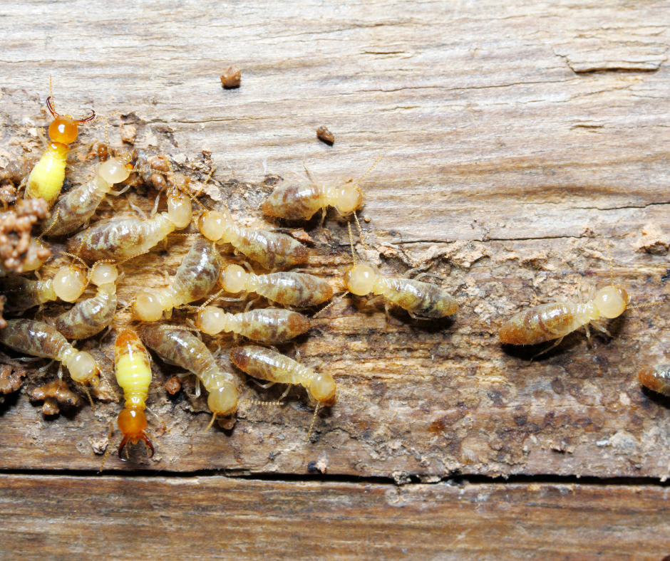 TERMITE CONTROL ATLANTA