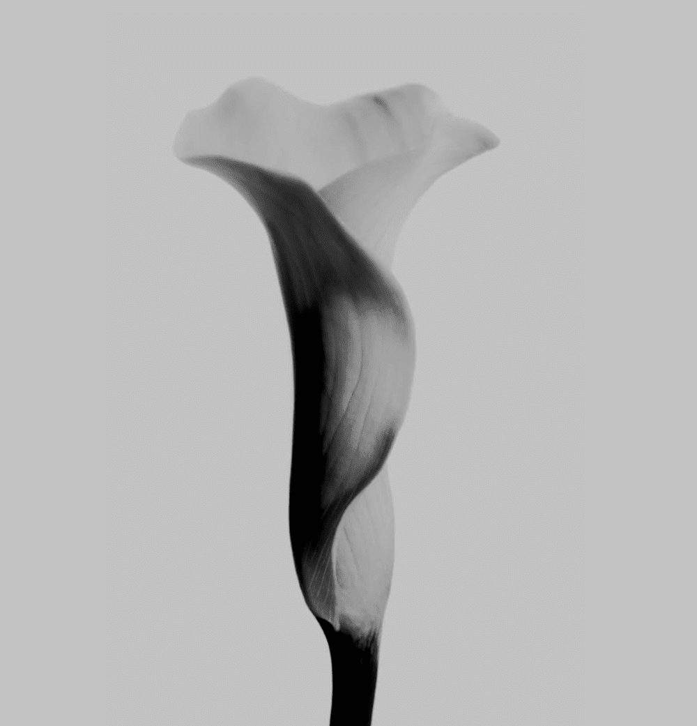 A black and white close-up of a single calla lily flower with a smooth, curved shape against a plain light background.