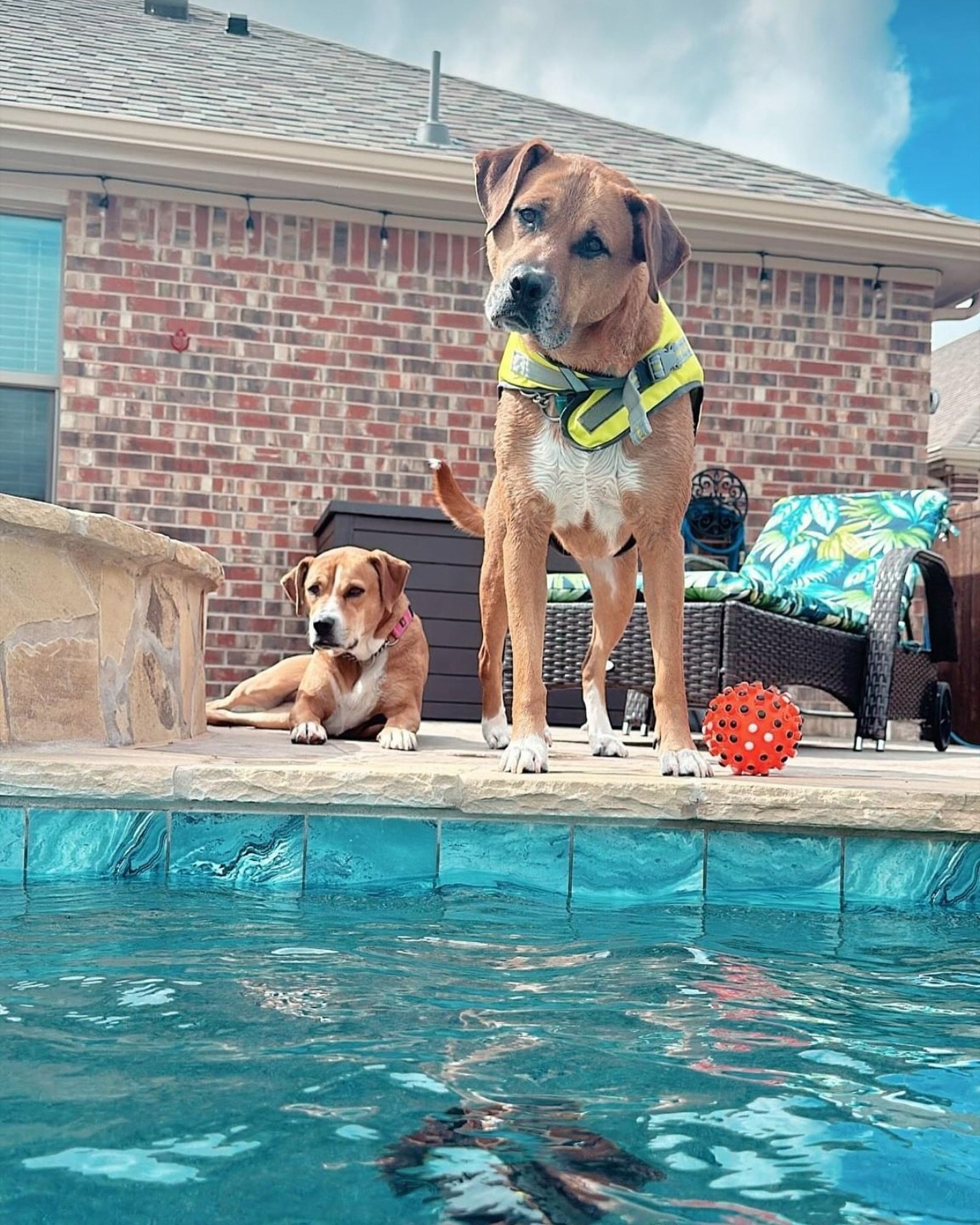 &ldquo;What do you mean your owner hasn&rsquo;t booked a consultation with Canyon Oak Pools yet?&rdquo; 🫤

Take it from the Sutton pups&hellip; 2024 is your year to have (and give) the best summer ever! Contact us to schedule an obligation-free cons