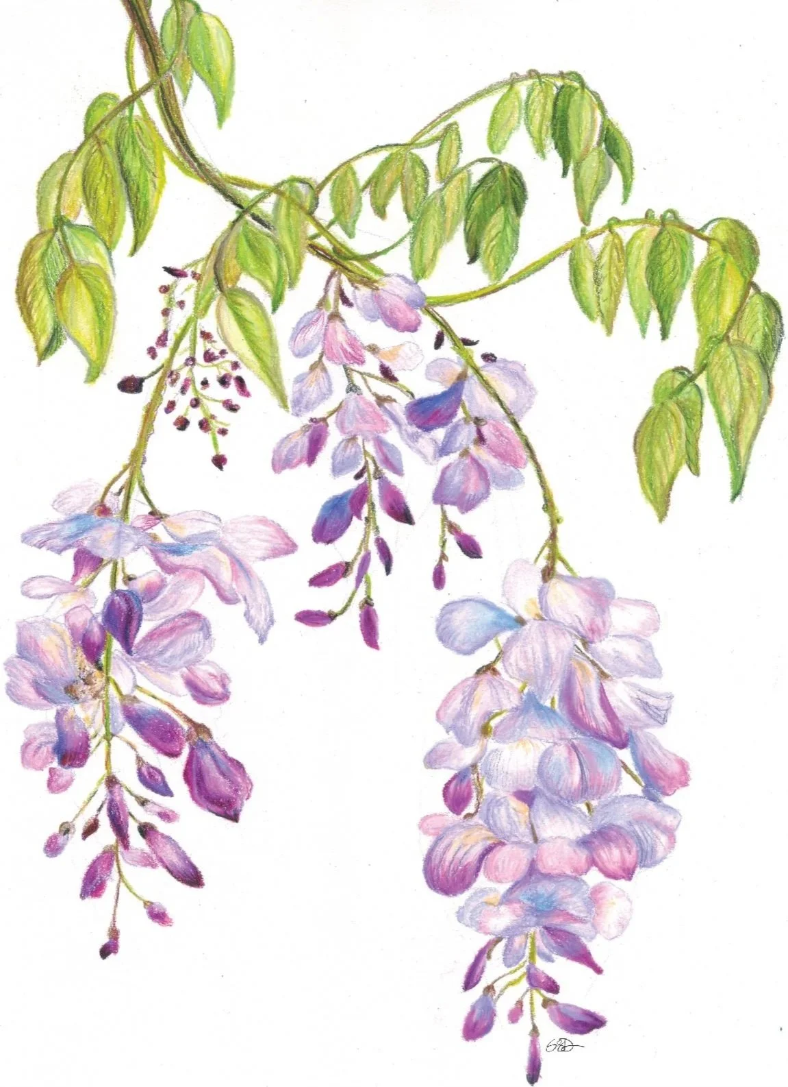 Wisteria+Illustration+w+Signature.jpg