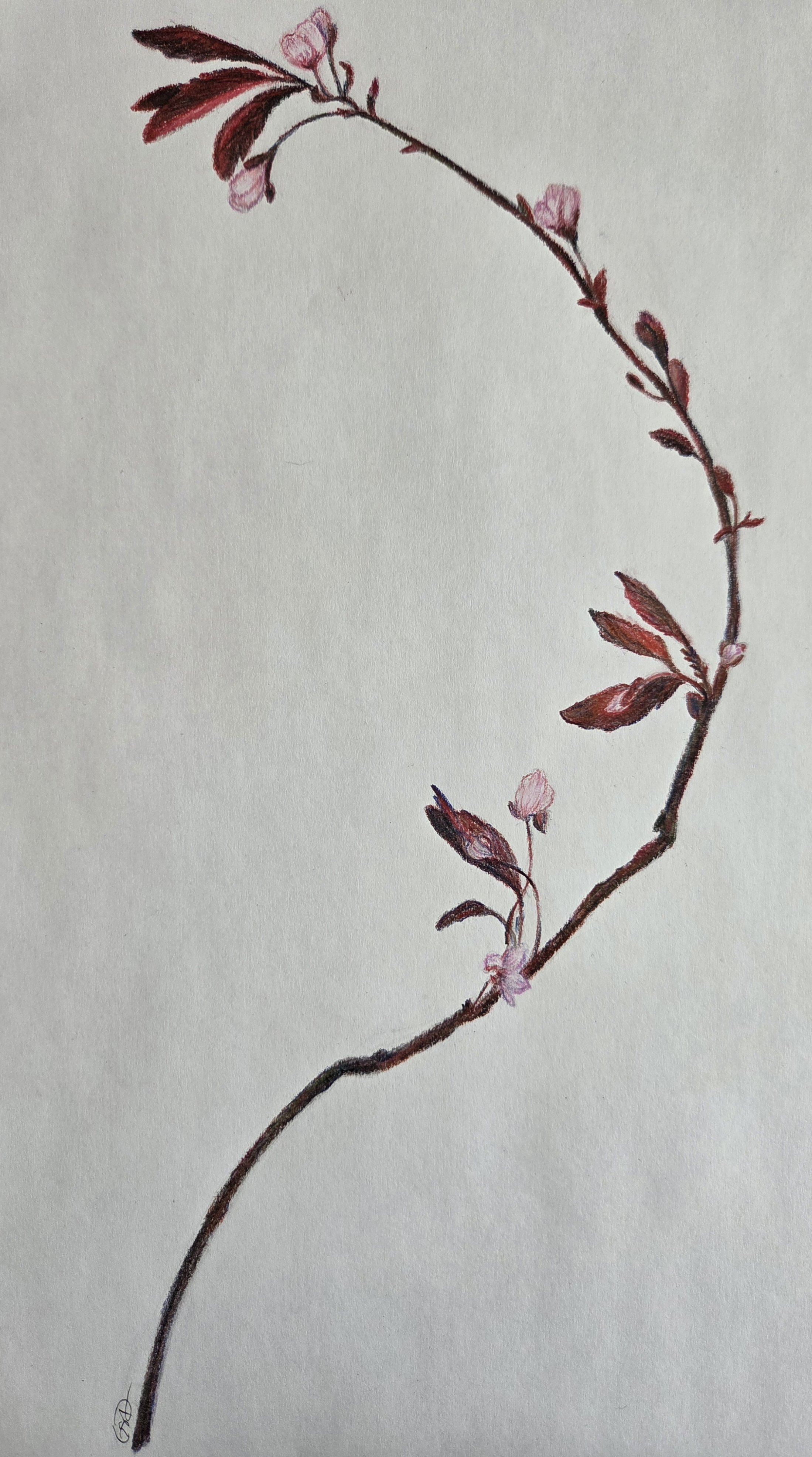 Flowering Plum - Colored Pencil.jpg