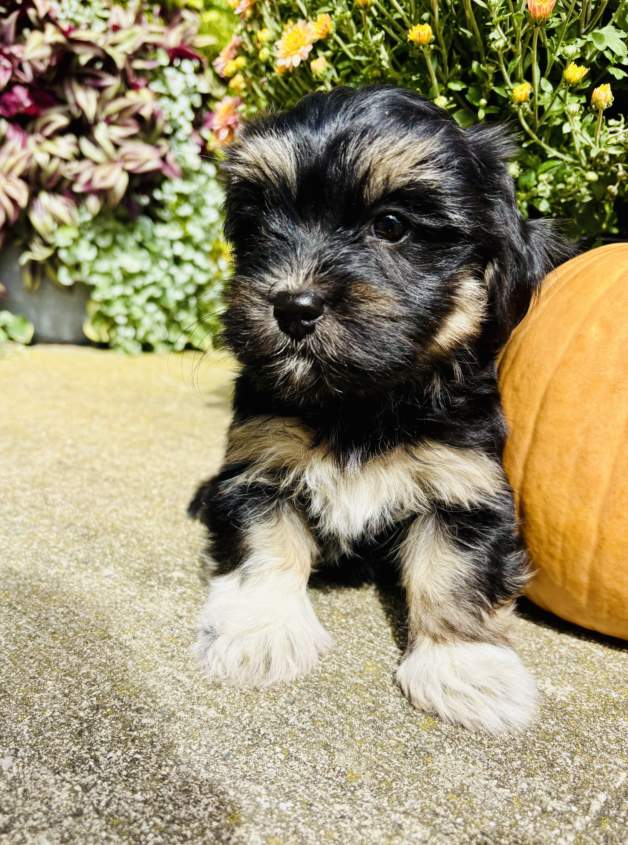 Fall in Love with a Havanese