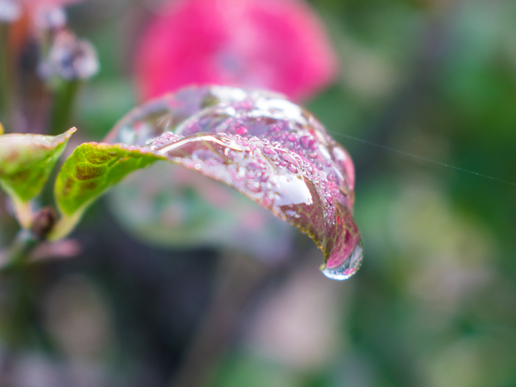 Red-Leaf.png