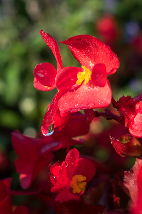Red-Flower.png