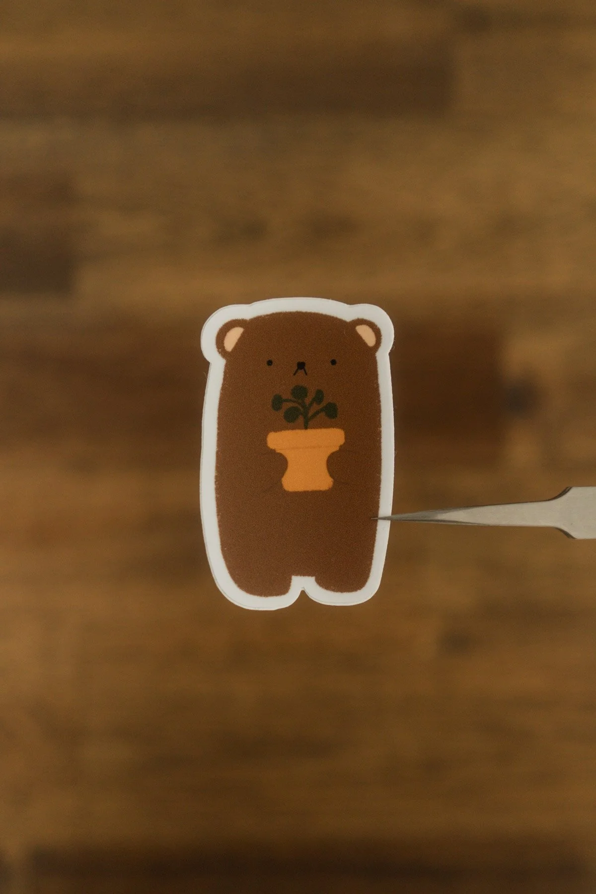 DSC09529 - Herbie's First Plant.jpg