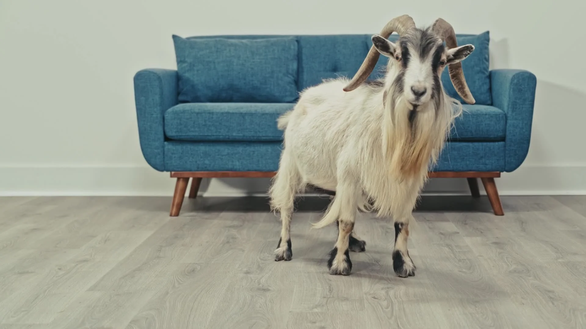 Mohawk's All Pet Warranty | The GOAT