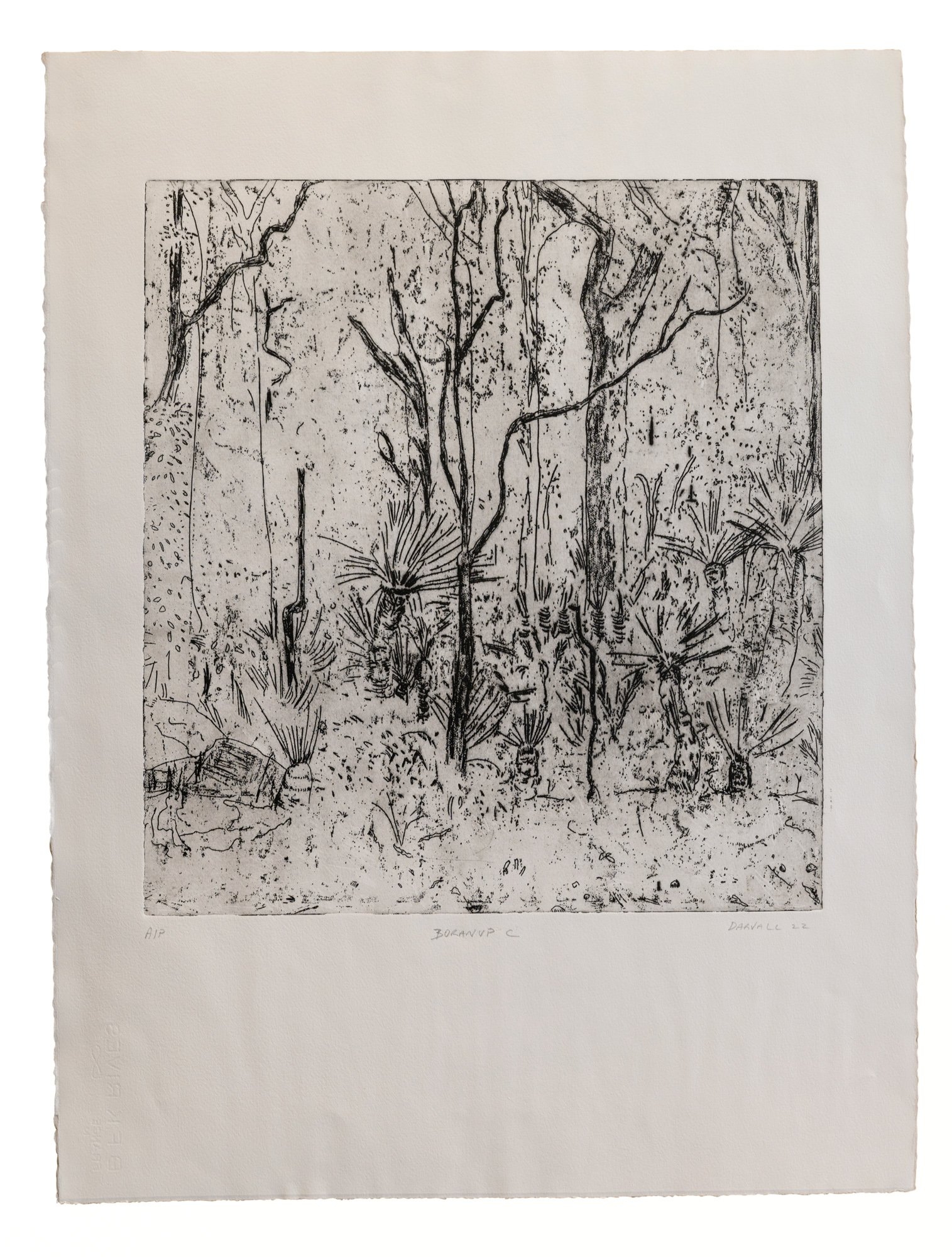   Boranup C, 2022, (No 3) 56 x 76 cm etching on  Hahneumle image size 45x50cm artist proof   edition of 20   