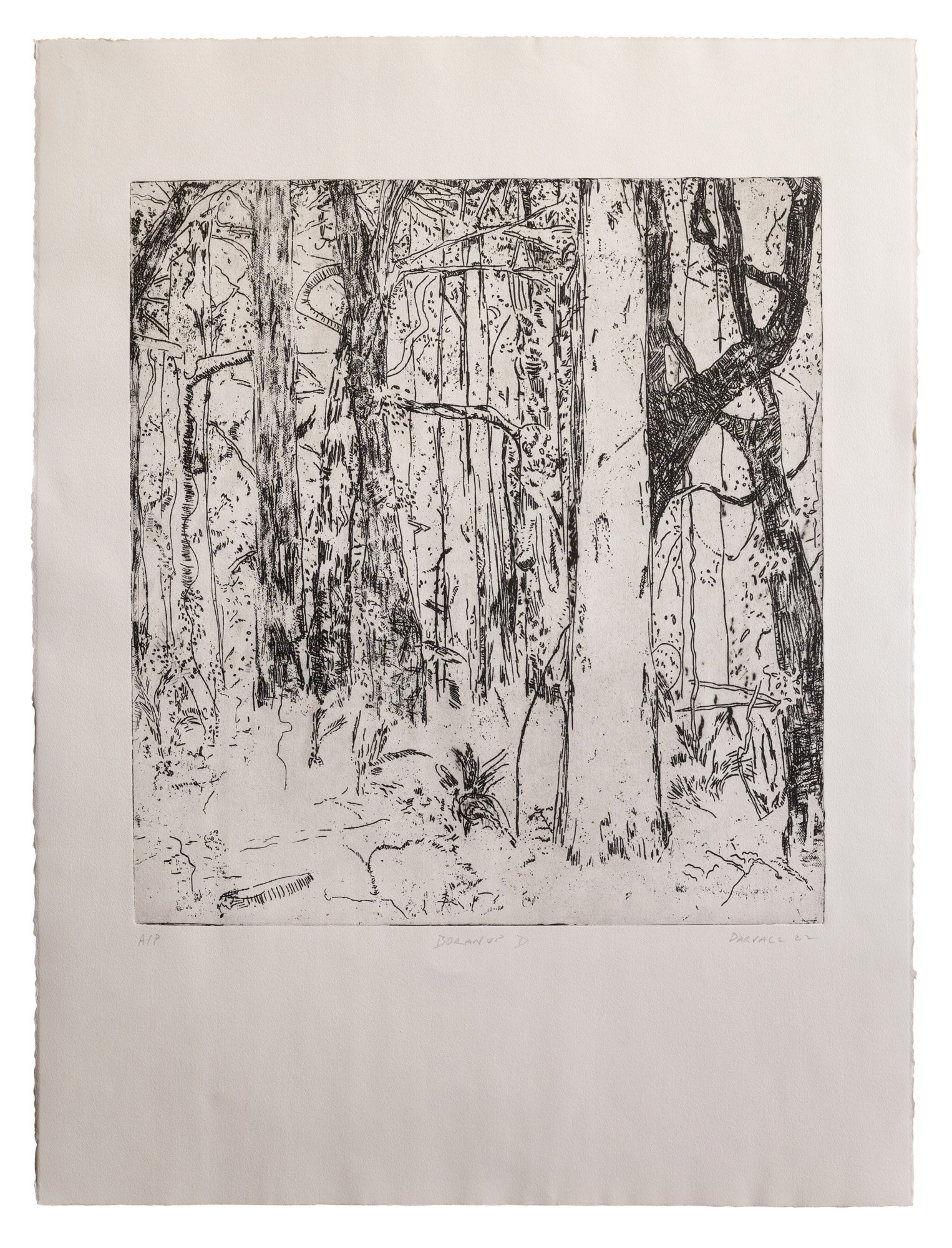  Boranup D, 2022, (No 4)  56 x 76 cm etching on  Hahneumle-image size 45x50cm artist proof   edition of 20 
