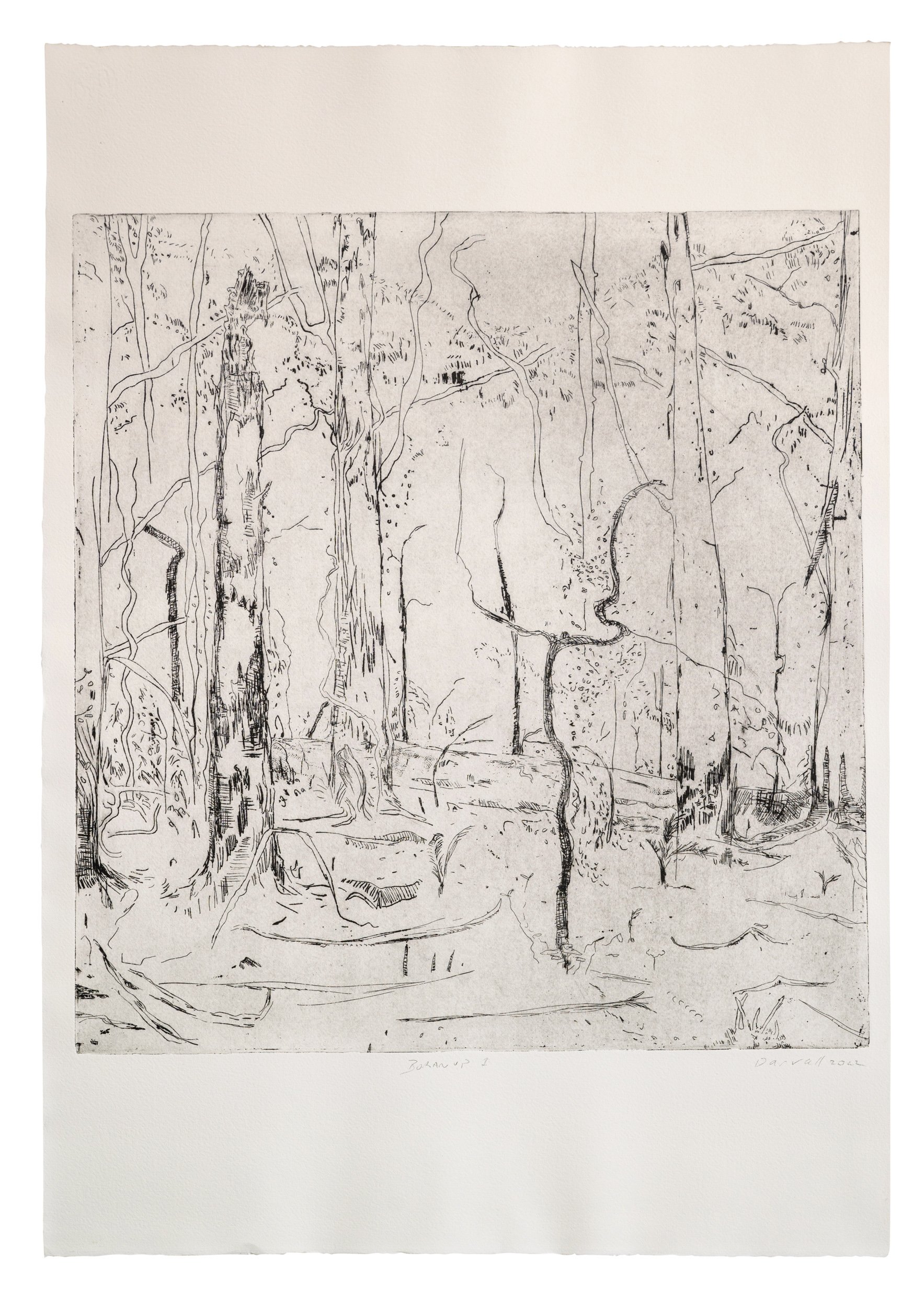  Boranup A, 2022, (No 1) 56 x 76 cm etching on  Hahneumle image size 45x50cm artist proof    edition of 20 