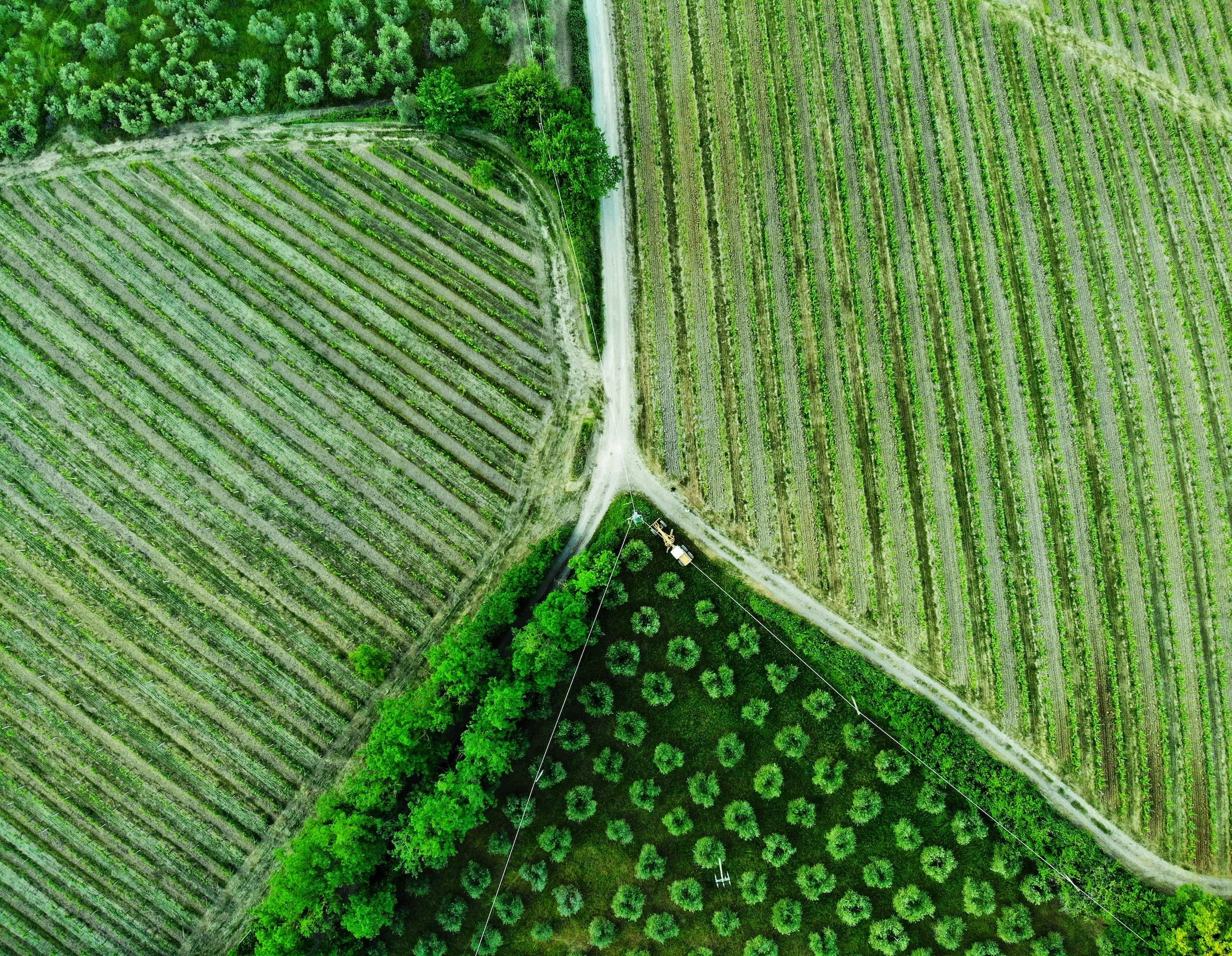 Aerial view of green agricultural fields and orchards divided by dirt paths and roads.
