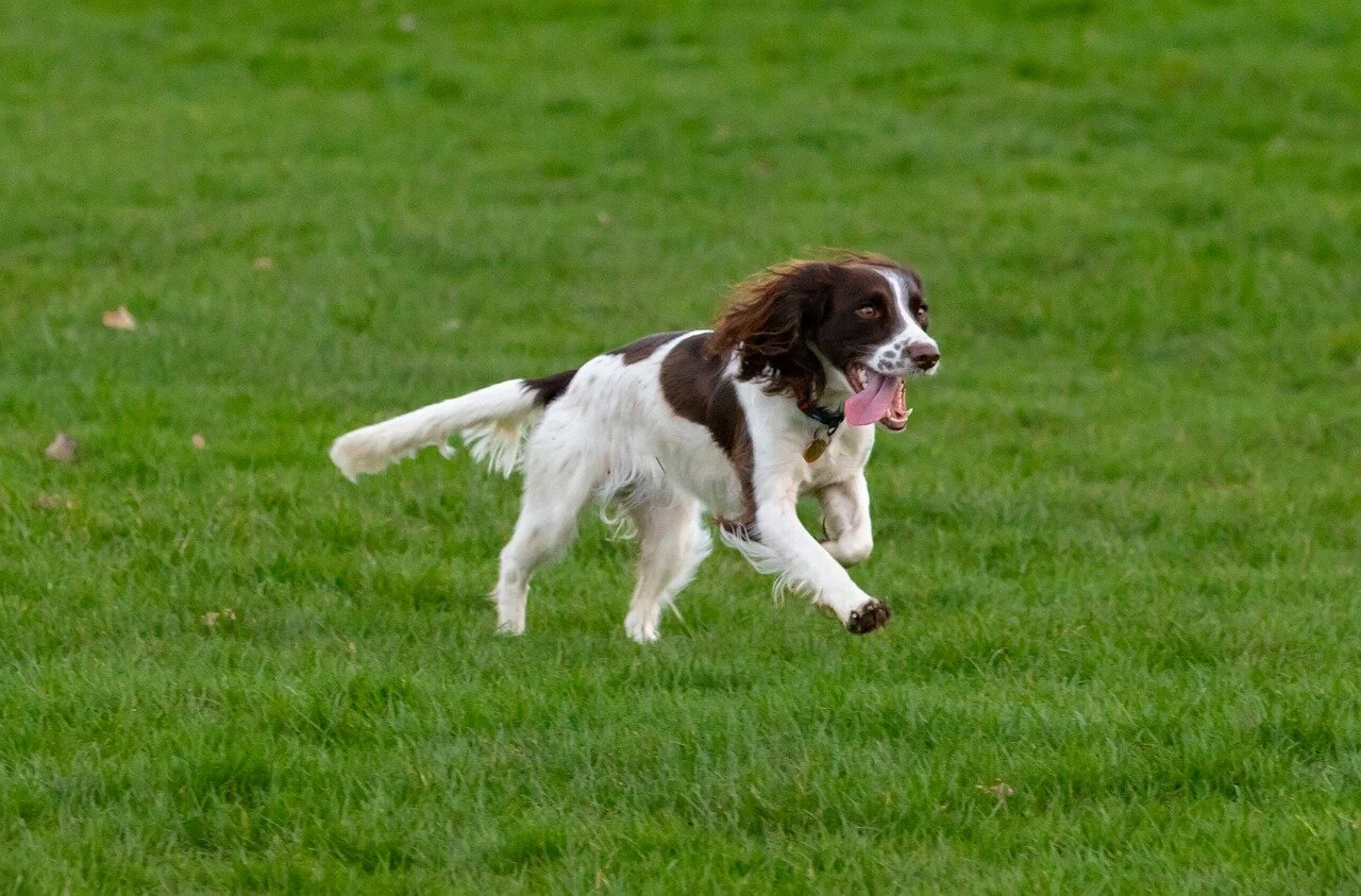 Springer Spaniel running.jpeg
