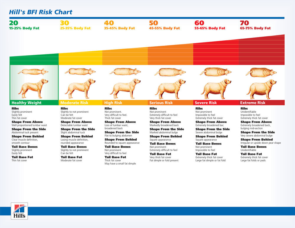 How Heavy Should My Dog Be? (Plus A Dog Weight Chart) - Canine Journal