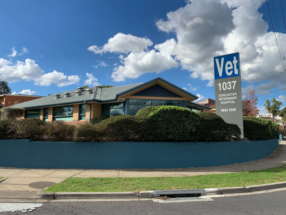 Pet Health Consultations With Friendly Vets Doncaster Vet