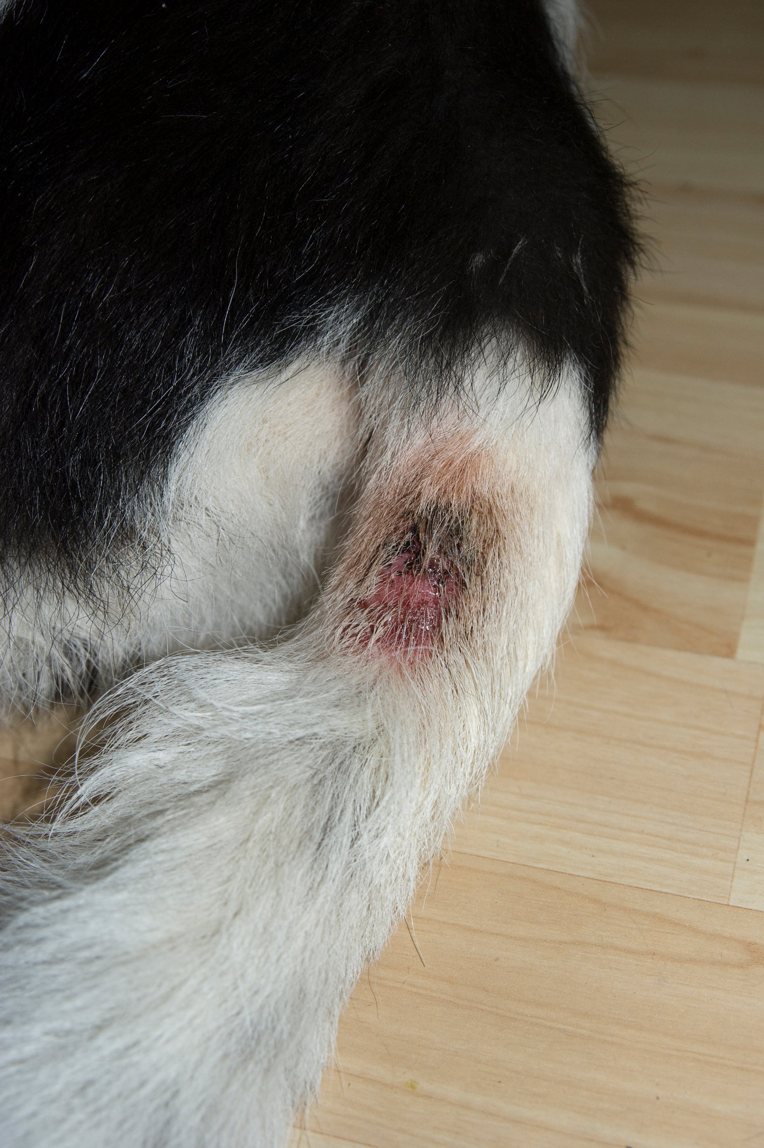dog heat rash treatment