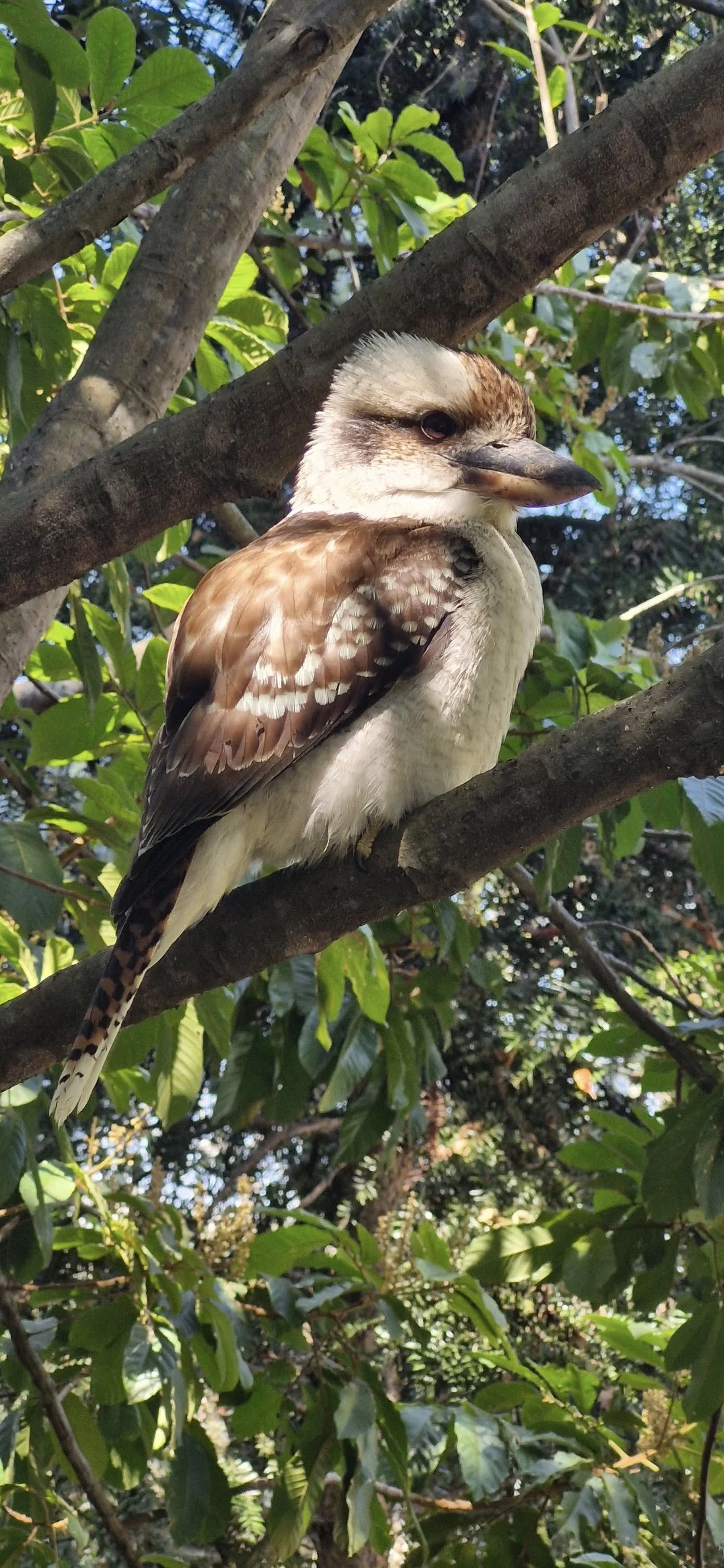 PHO_kookaburra_2025.jpg