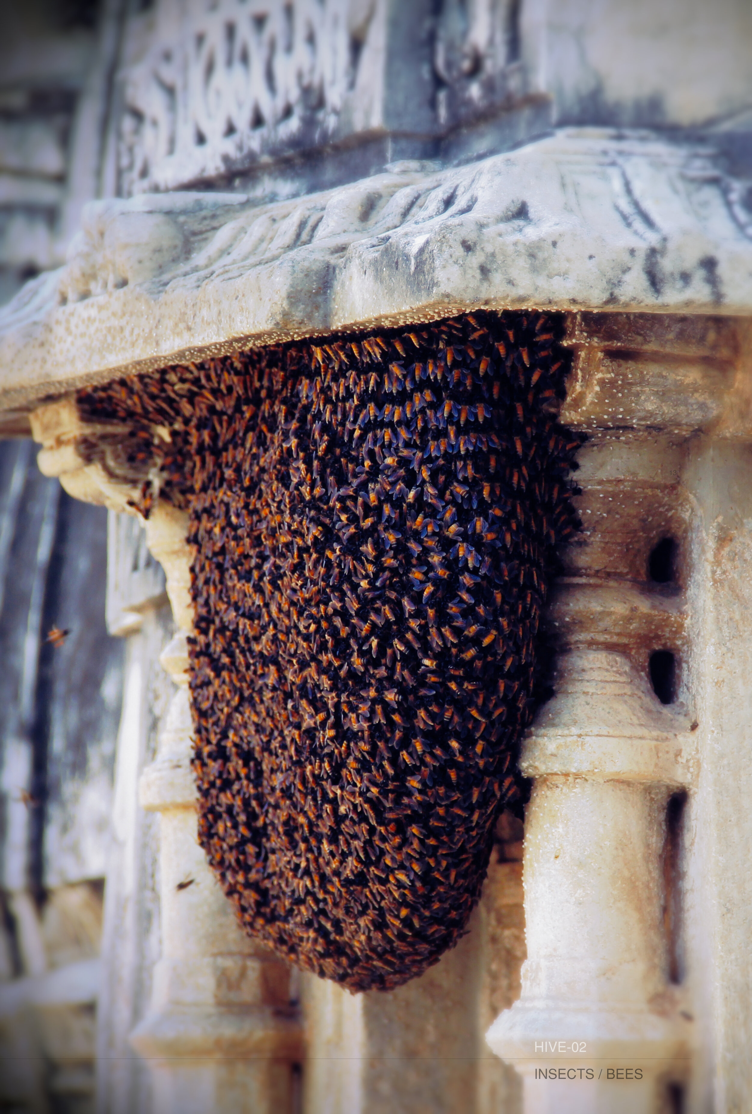 WROT_ConcreteHoney_Swarm.jpg