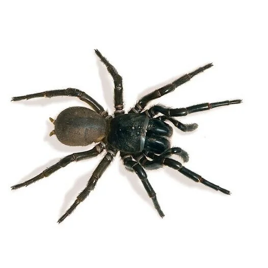 Nature’s deadly venom