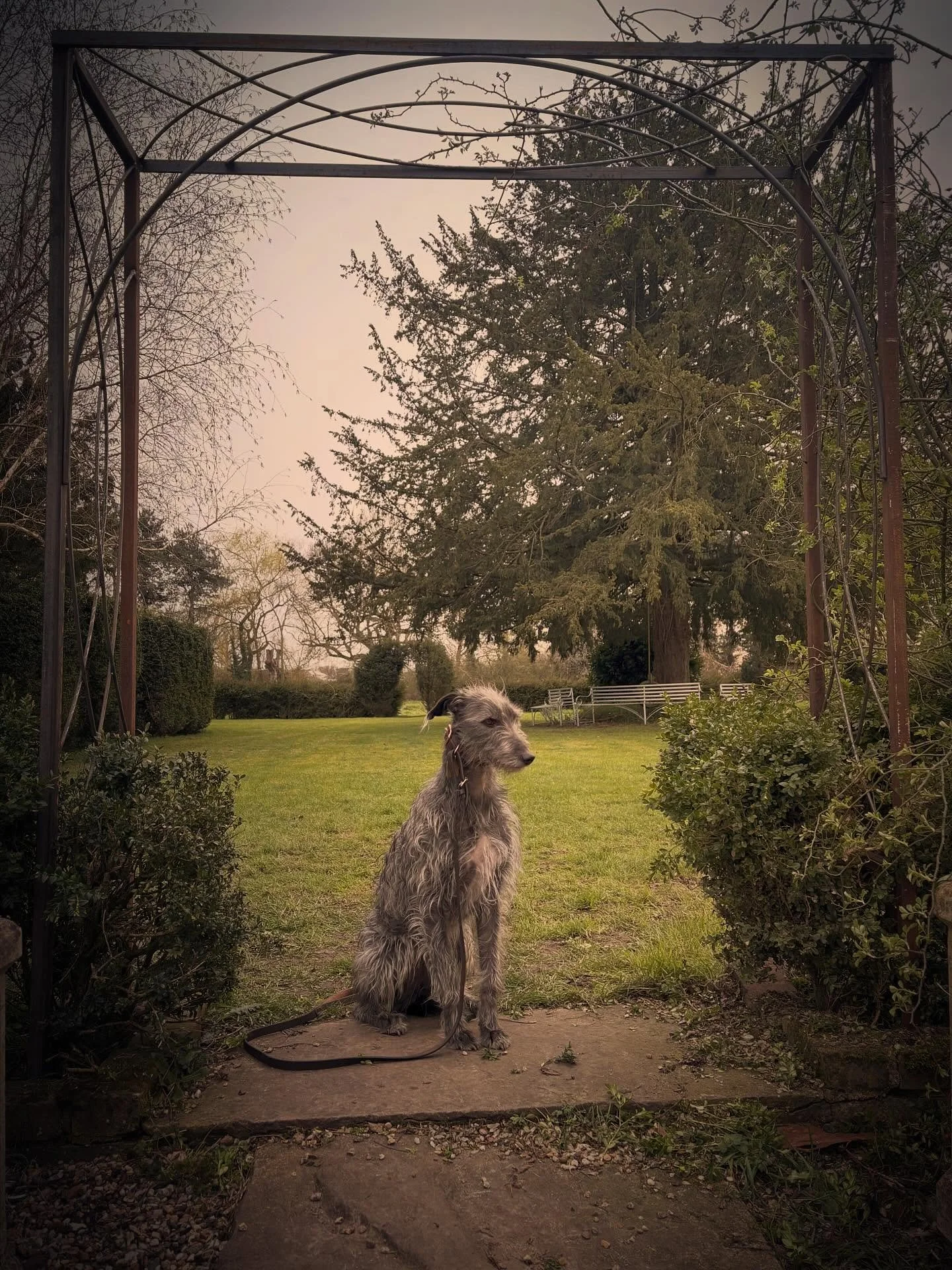 We Installed a little rose arch today (me and the aprenTriss).
#garden #rosearch #gardendesign #spring #suffolk