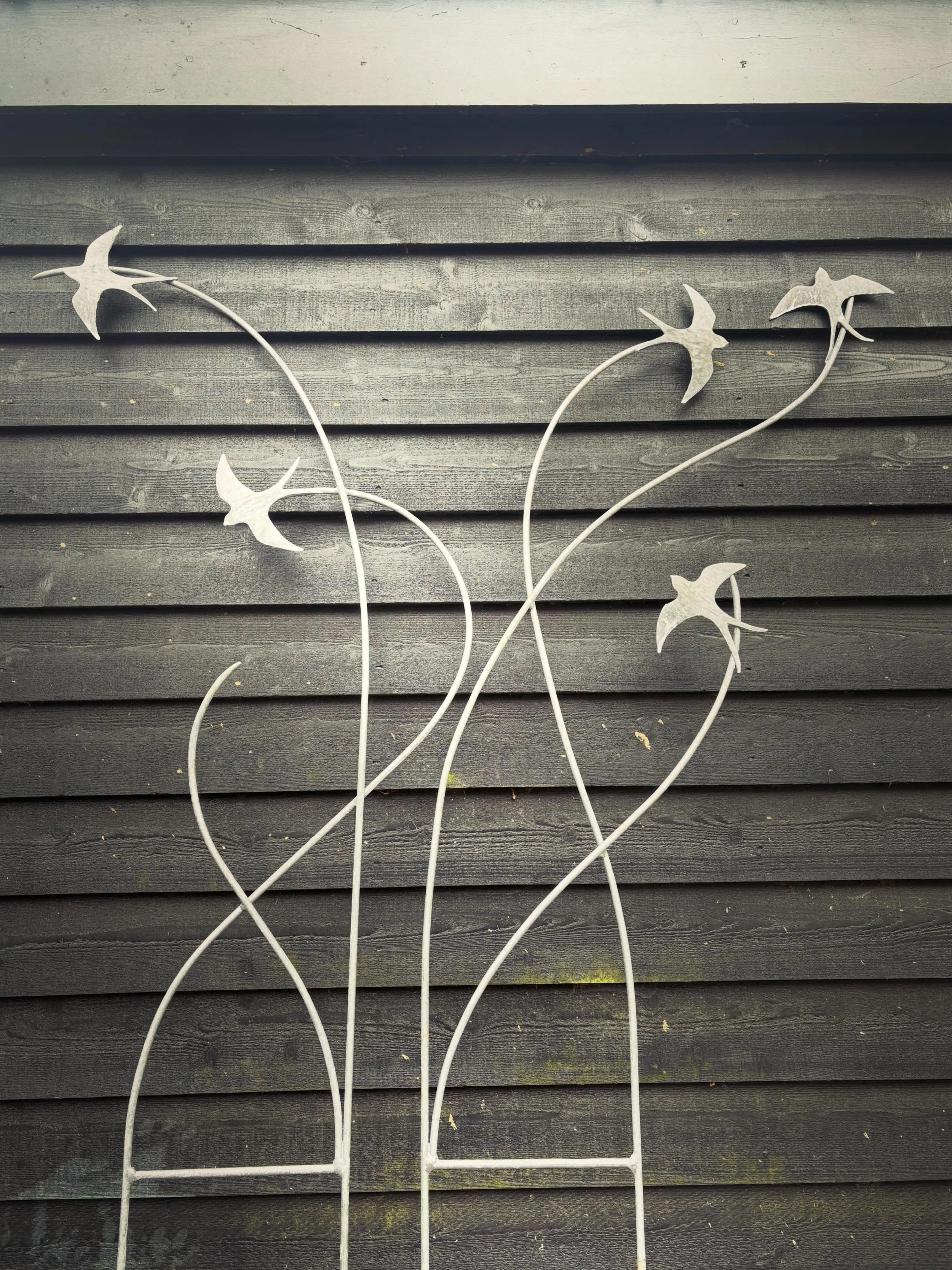 Galvanized Swallows.