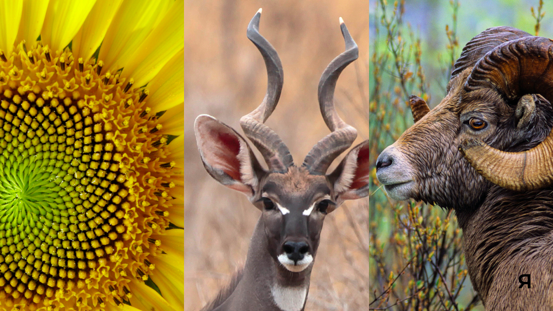 A collage of three images: a close-up sunflower on the left, a deer with antlers in the middle, and a bighorn sheep on the right.