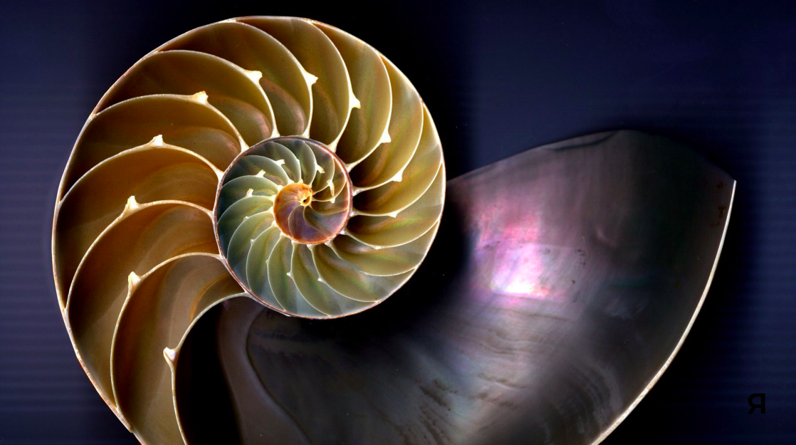 Close-up of a nautilus shell showing its spiral chambers and iridescent interior.