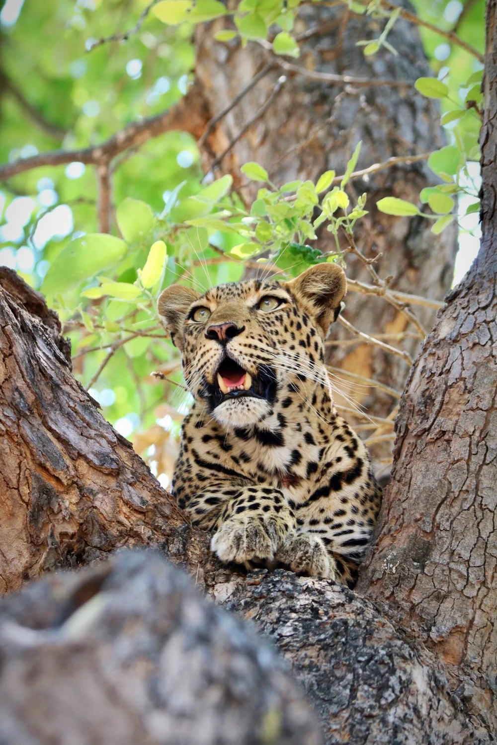 Leopard in Savuti, Botswana, photographed by Lars Beineke