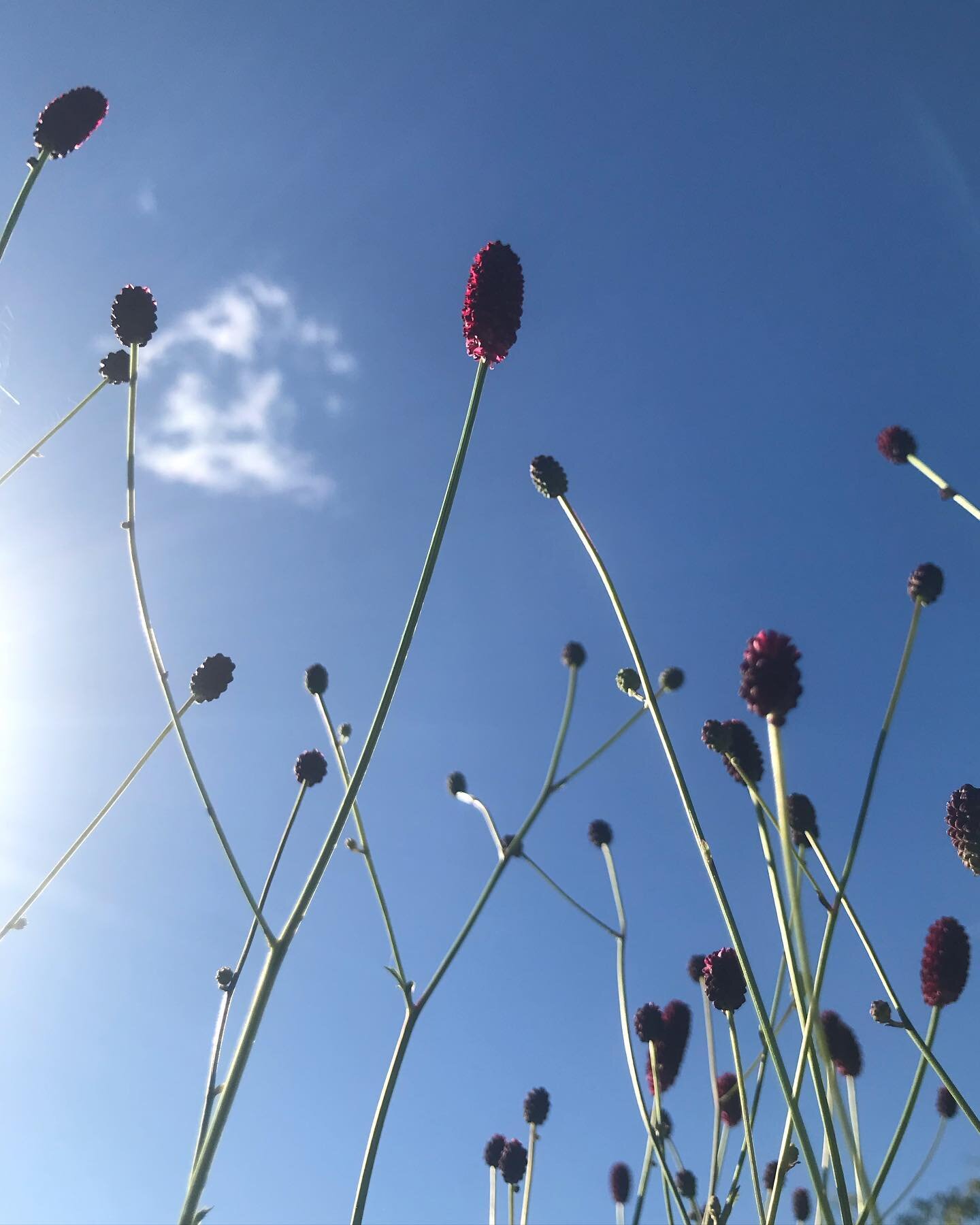 What a beautiful day.
I have so many jobs to and don&rsquo;t know which to do first!
I am enjoying the garden at last after a long period of being quite stressed by it all. With so many weddings and floristry jobs I haven&rsquo;t been able to keep up