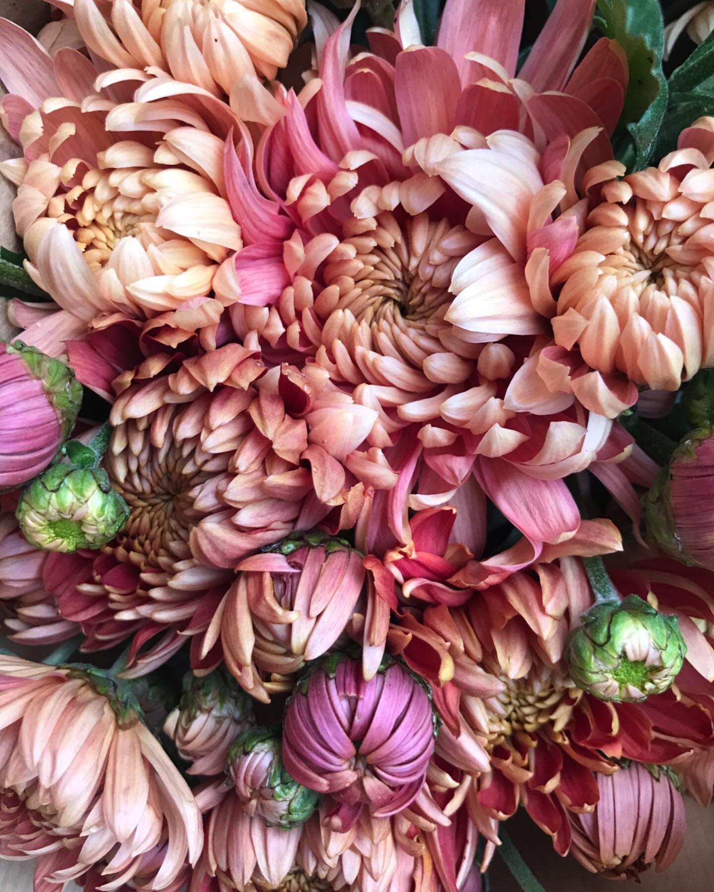 Chrysanthemum posies @springgardenspyo tomorrow. 
#chysanthemums #seasonalflowers #octoberflowers #locallygrowncutflowers #westsussexflowers #everybunchisdifferent #farmshopflowers