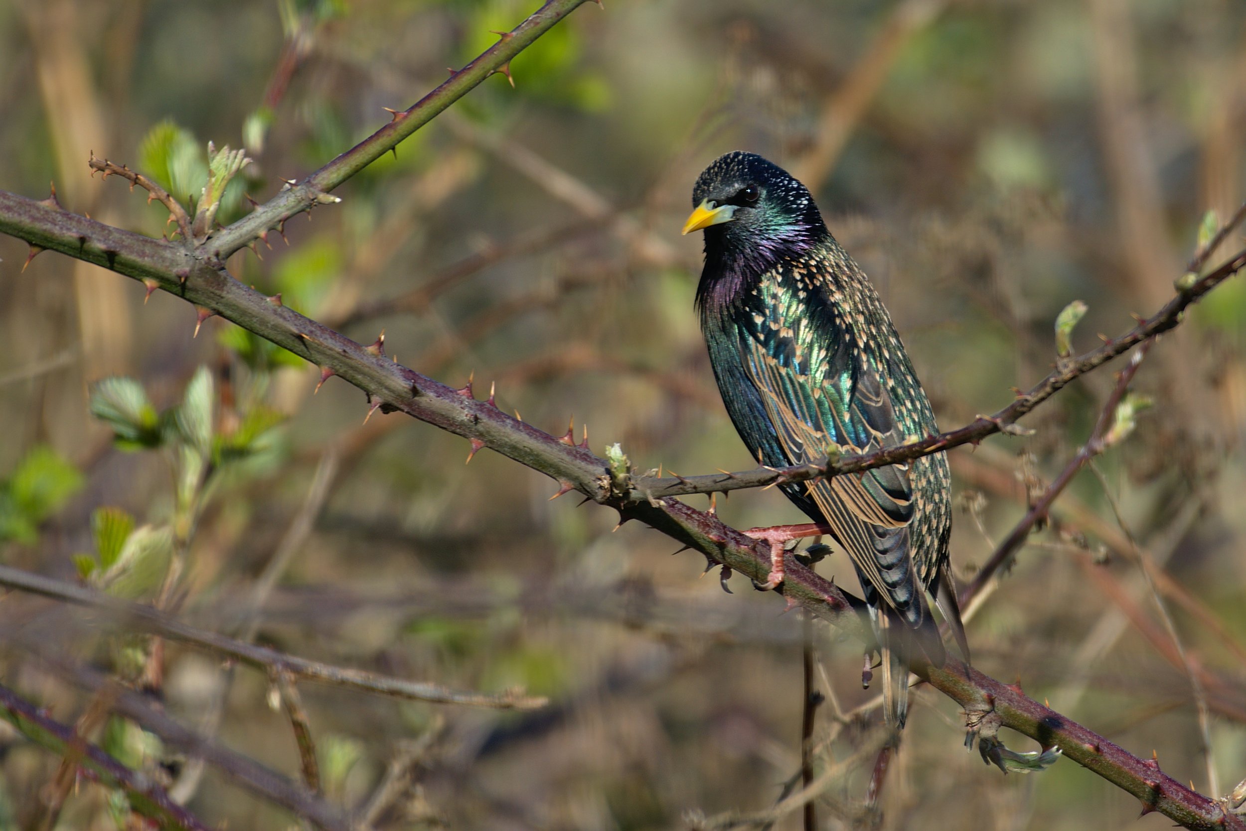 martin-sepion-Starling-unsplash.jpeg