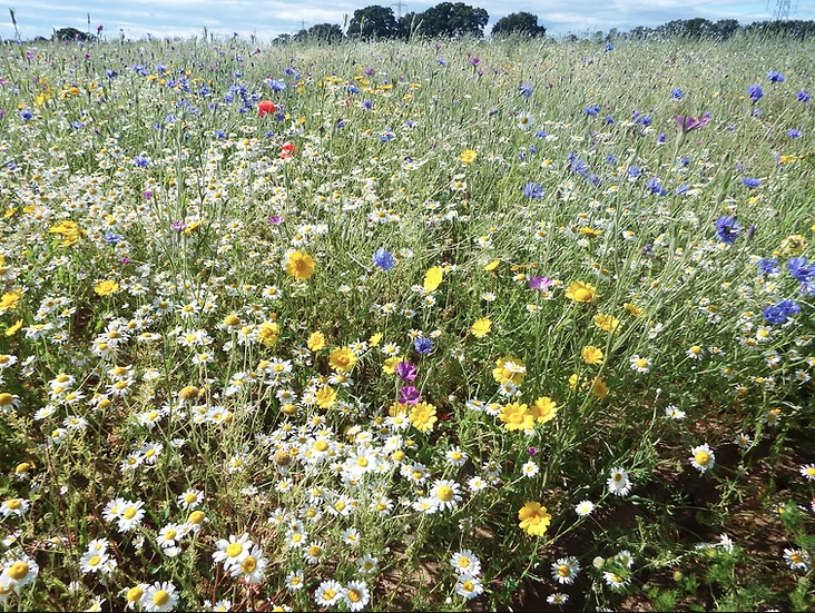 Wildflower meadow