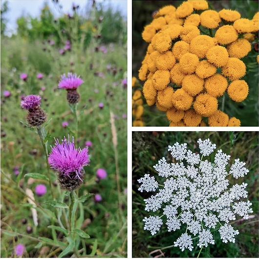 Knapweed, Tansy and Wild Carrot