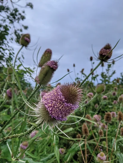 Teasel