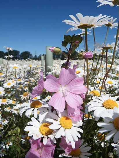 Mallow and Oxeye Daisy
