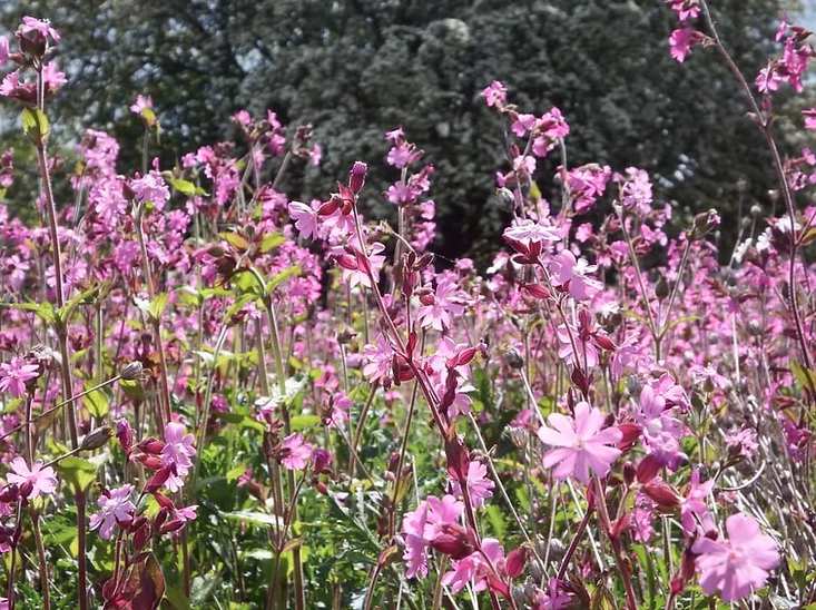 Red Campion