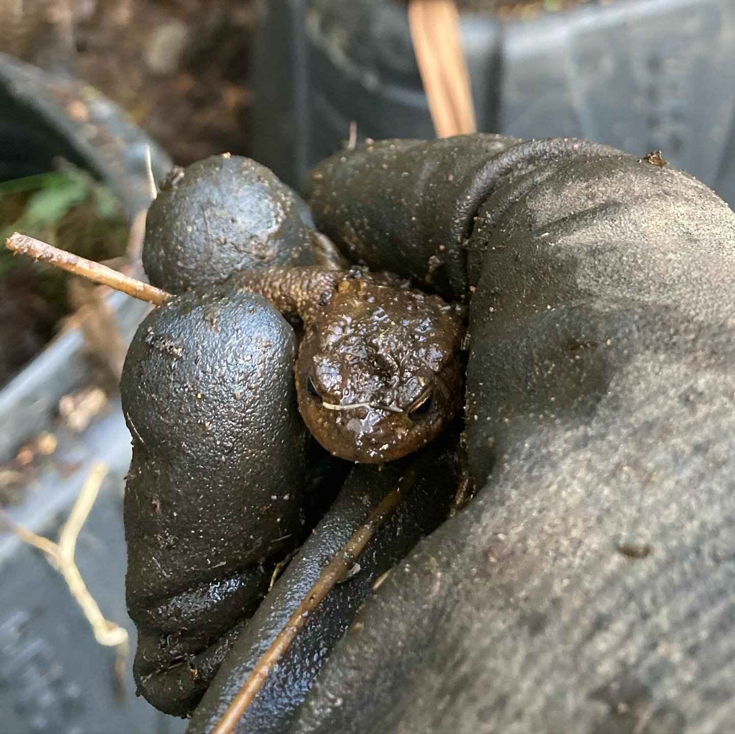 🐸 A little common toad I found in a bag of greenwaste that had been left in the garden for a while. Now relocated to a cosy compost bin. Just got to be careful when it comes to turning the compost in spring. 

Compost heaps are excellent habitat for