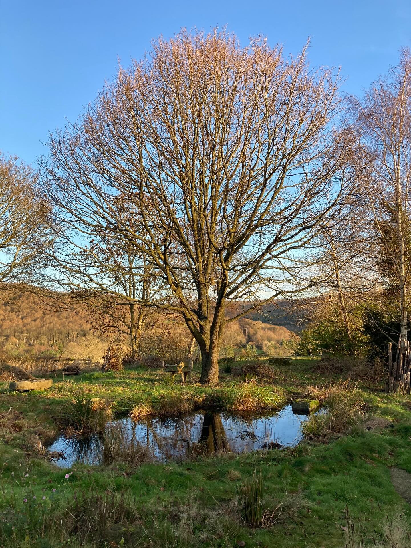 Holy moly this garden is a beaut! 🌳 

One of the best views after a bit of pond plant thinning. 

#wildlifegarden #wildlifegardening #sheffieldgardener #pond #oak #wildlifepond #thewildlifegardeningco #treehuggers #gardener