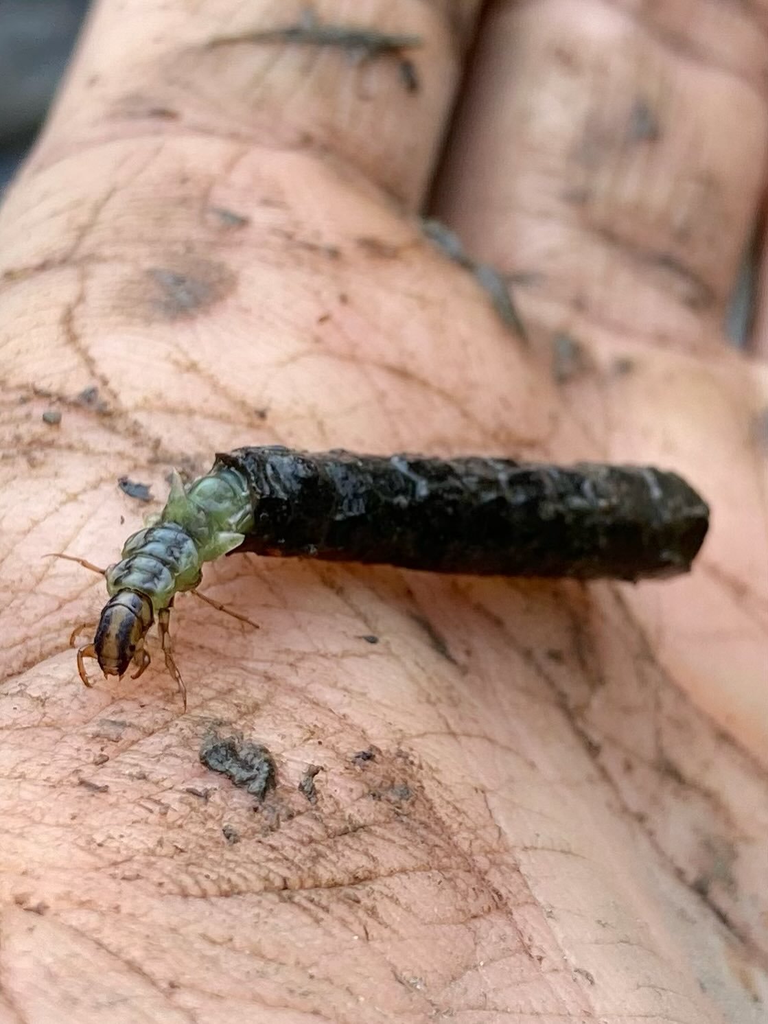 We&rsquo;re currently relining a pond and we found quite a few of these Caddisfly larvae. Not sure which species, but this one uses bits of leaf or bark to make its case spun together with silk. They live in the case for a couple of years then pupate