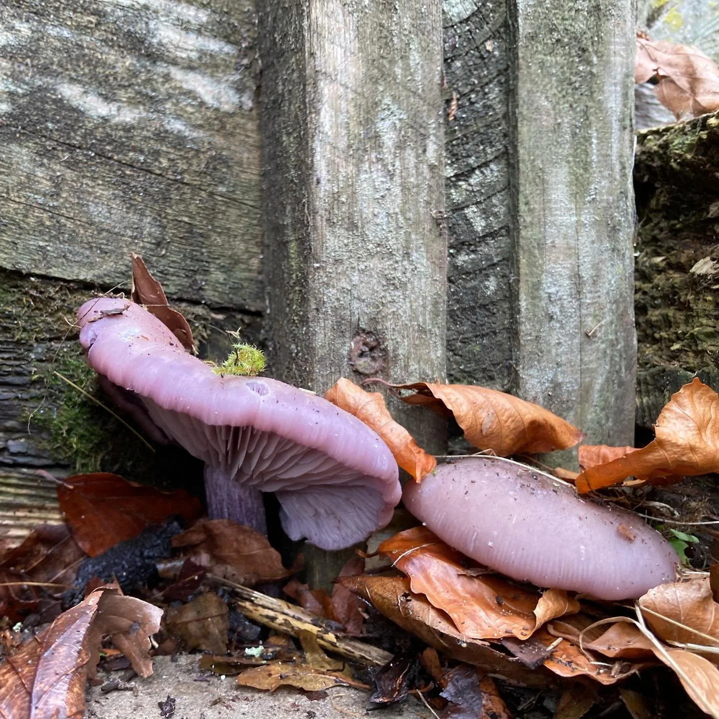 There are some pretty great fungi about at the moment! These were all found in customers gardens over the past couple of weeks. @plantlife.loveplants are asking people to record their sightings of waxcap fungi, which are indicators of species rich un