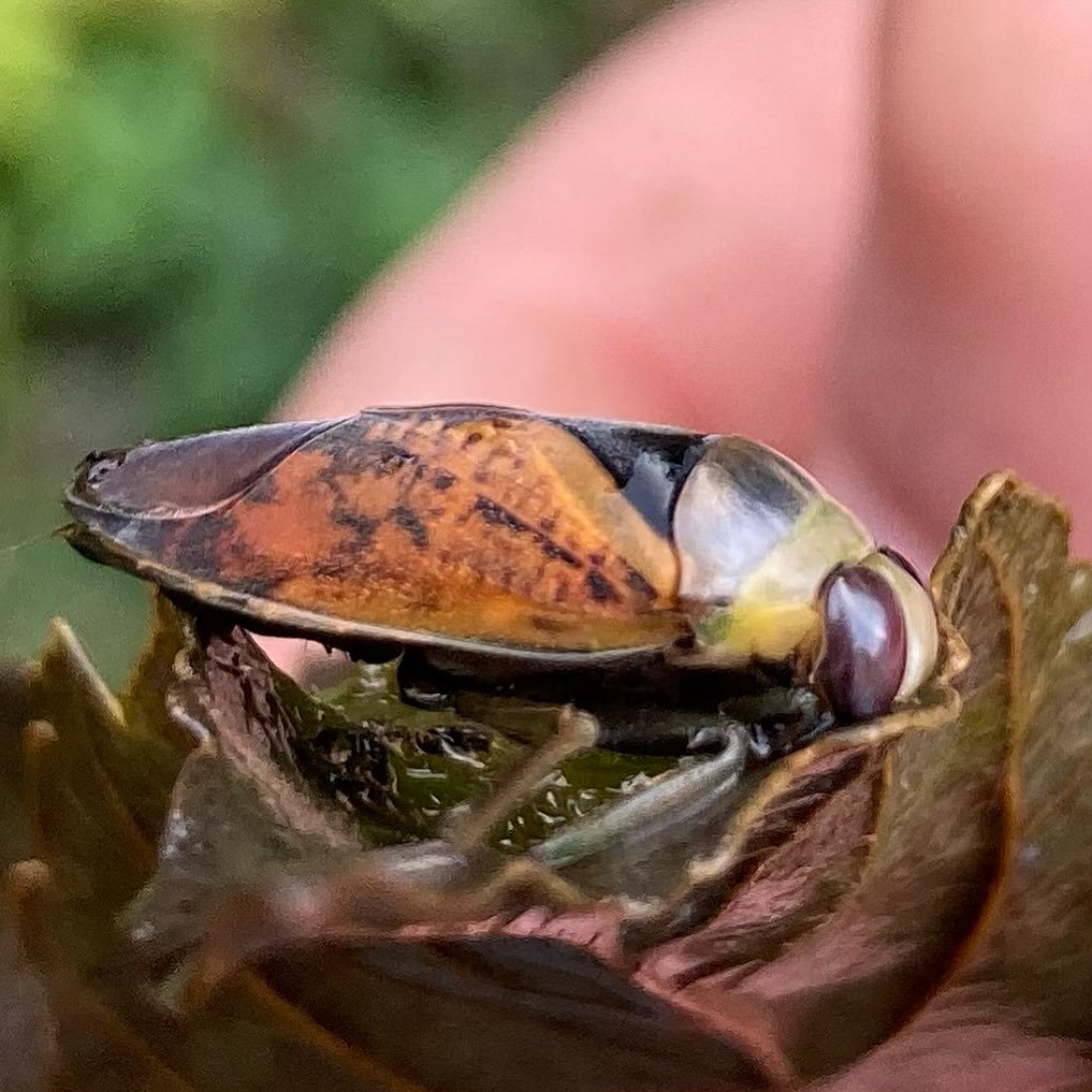 Beautiful backswimmer! 🏊 

During some pond maintenance I mistakenly fished out this incredible specimen, Notonecta maculata. Backswimmers are related to water boatmen, infact they&rsquo;re also known as greater waterboatmen. A member of the true bu