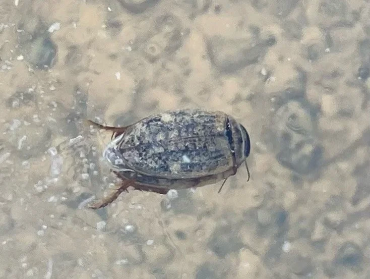 The big clay lined pond we dug last winter is now brimming and excitingly showing signs of life. Here&rsquo;s a diving beetle (pos. Agabus nebulous) suspended in the ice on top of the pond and also a water boatman under the ice. 

We left the pond un