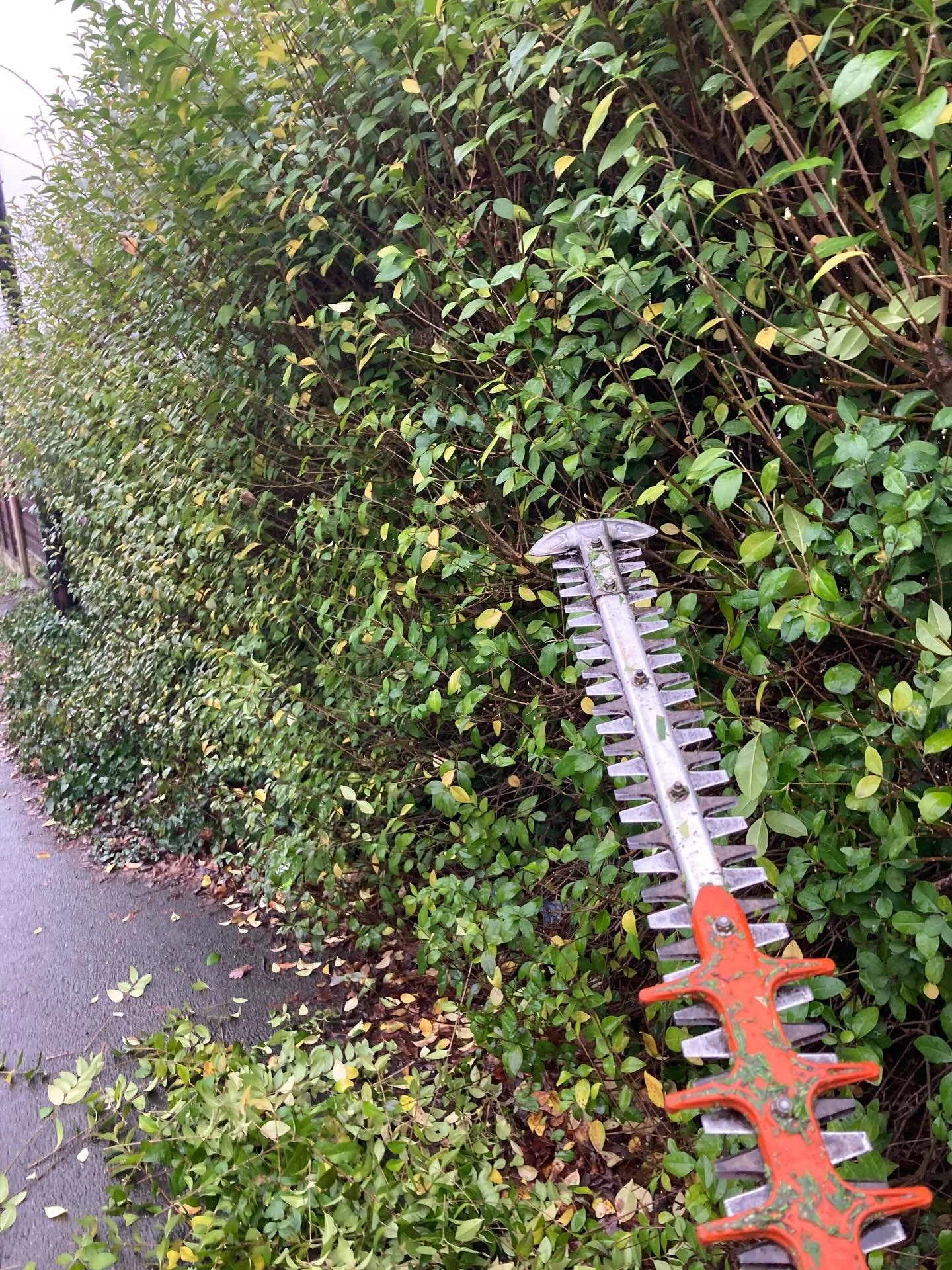 Last call for cutting your hedges! 

March is fast approaching. Birds are singing in preparation to start nesting. 🪺 

Get them done soon or if you can leave them to get nice and bushy over summer. If you have space, a light trim is better than a ha