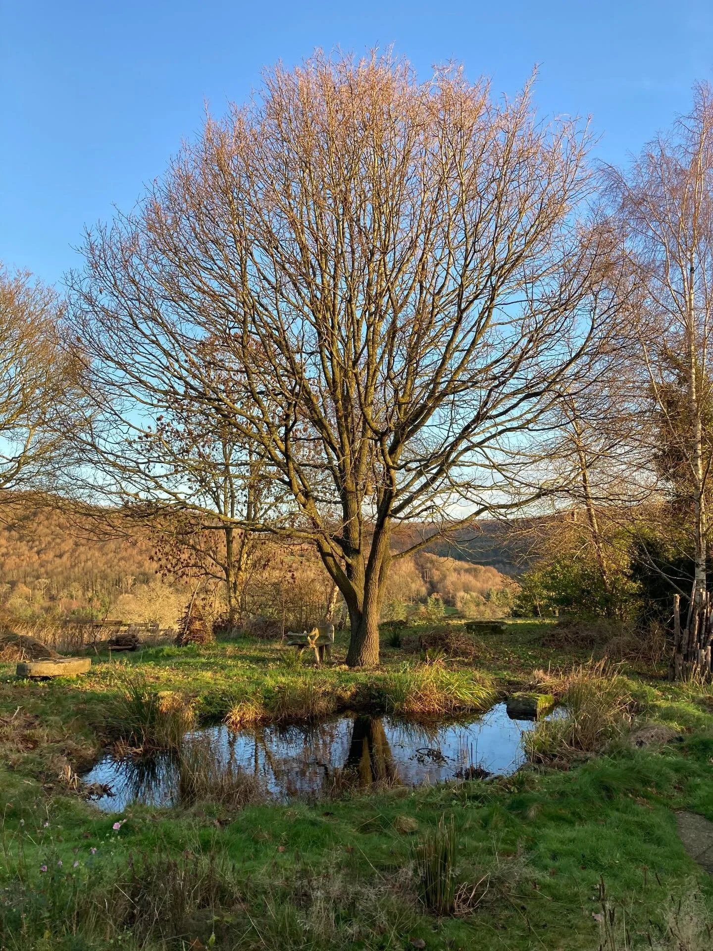 Holy moly this garden is a beaut! 🌳 

One of the best views after a bit of pond plant thinning. 

#wildlifegarden #wildlifegardening #sheffieldgardener #pond #oak #wildlifepond #thewildlifegardeningco #treehuggers #gardener