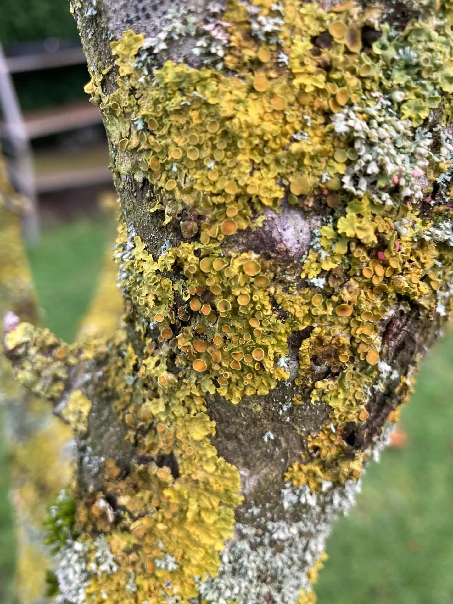 Happy new year!!! I know it&rsquo;s late but in my opinion we should celebrate the new year in spring instead. It&rsquo;s still far too cold to come out of hibernation. Although there are some enjoyable jobs to do on the crisp dry days. Like today, I