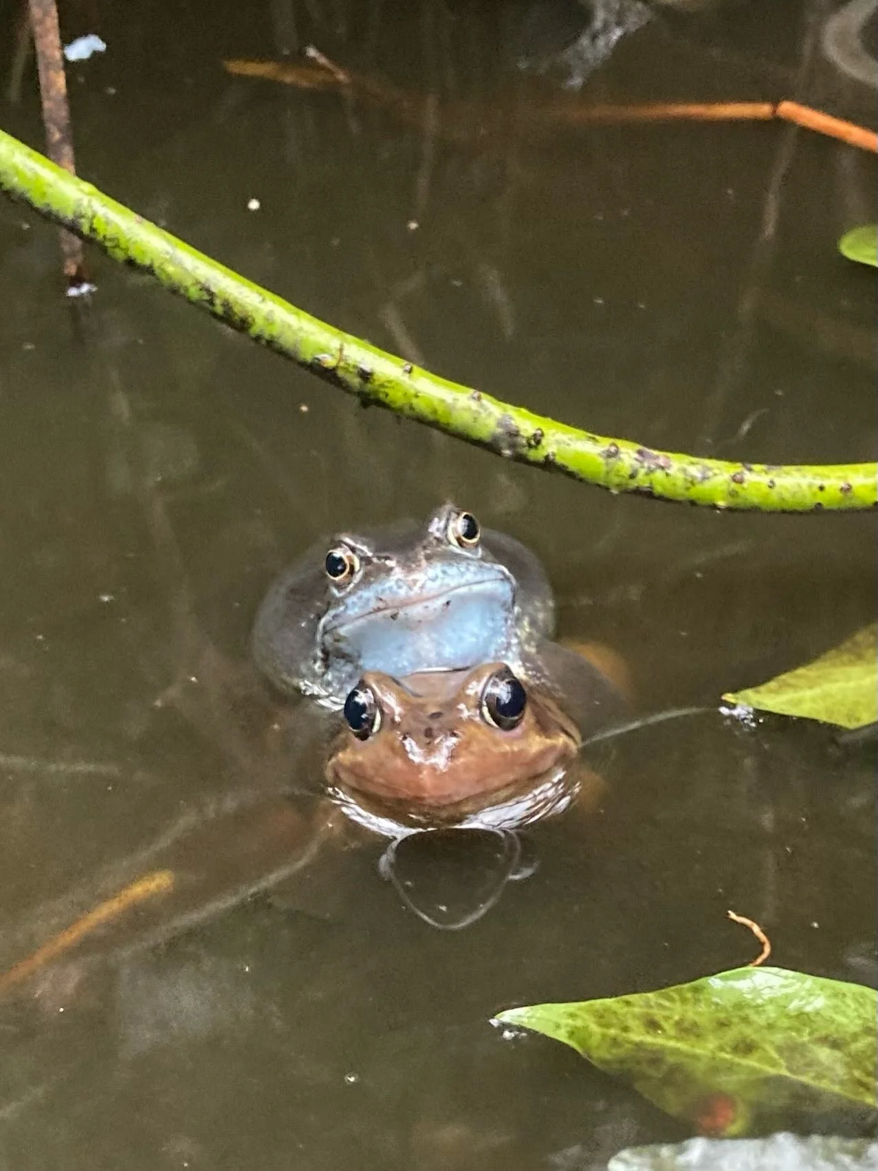Let the amplexus* commence! It&rsquo;s a bit tough for female frogs at this time of year as the males compete for mating rites. Sometimes they form a mating ball and can even end up drowning the female in the process. I like seeing them use their str
