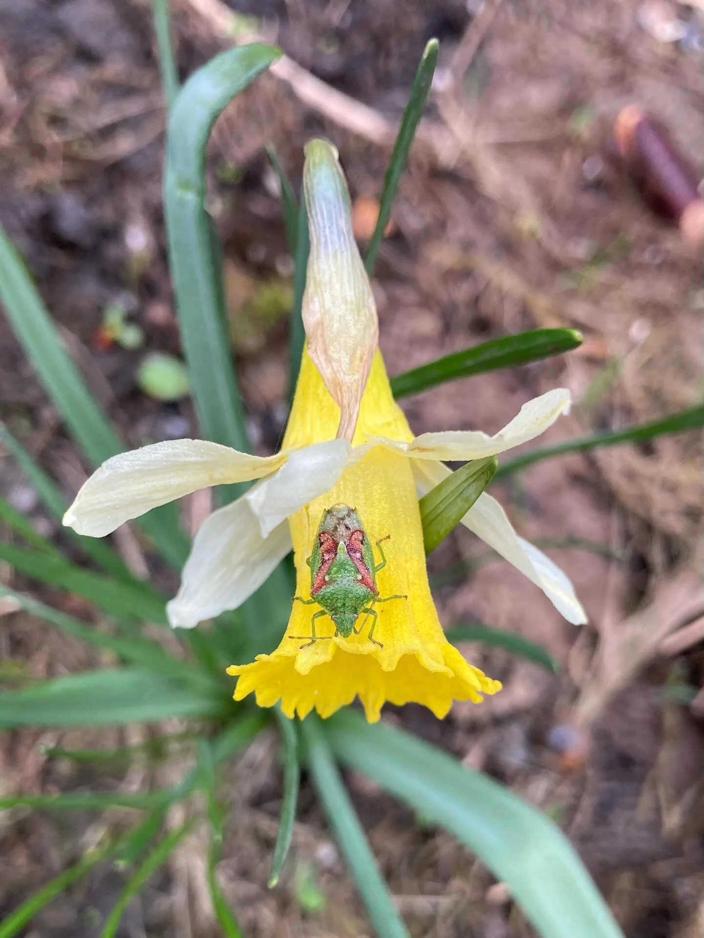 Juniper Shield Bug (Cyphostethus tristriatus) on daffodil. 🌼 These bugs are known for feeding on native Juniper, hence the name, but are now also using Lawson&rsquo;s Cypress (seen in the back ground of the third photo). You can tell them apart from